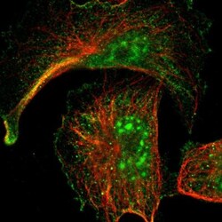ARMCX5 Antibody, Novus Biologicals 25 &mu;L | Buy Online | Novus Biologicals | Fisher Scientific